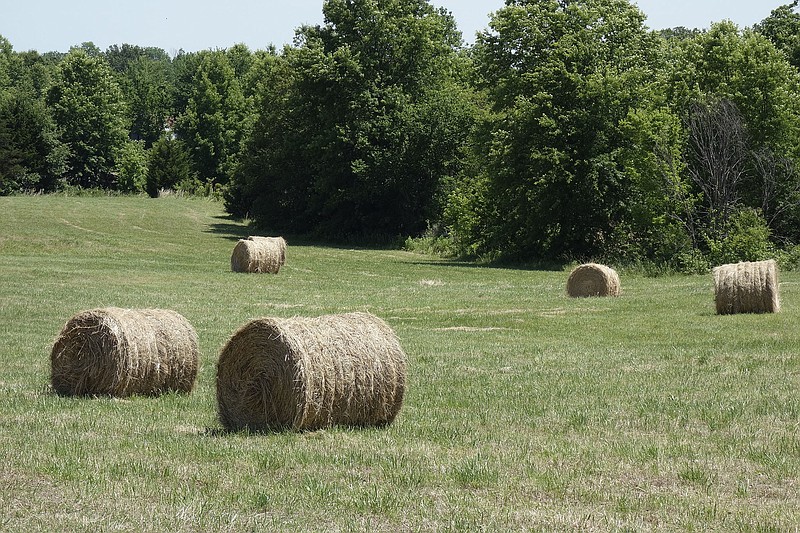 <p>Jenny Gray/FULTON SUN</p><p>Hay rolls soak up the sunshine in a mown field Wednesday. Farmers are out all over Callaway County cutting, drying and baling the sweet stuff.</p>