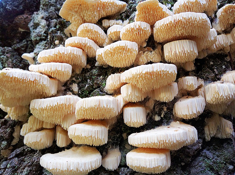 Besides being weird and wonderful, fungi also have an impact on the environment, according to University of Missouri researcher Jeanne Mihail. She will lead a mushroom hike on Saturday at Graham Cave State Park. This fungus, Spongipellis pachyodon, causes rot in trees, mushroomexpert.com claims.