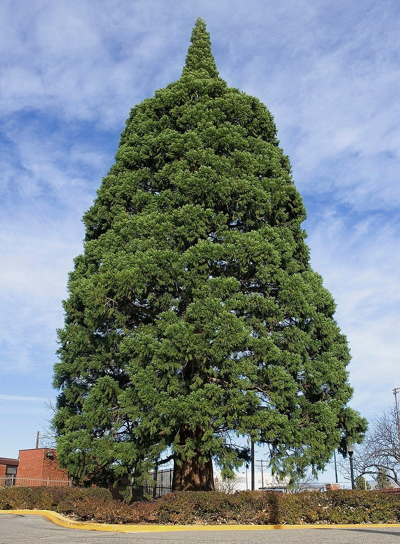 This Nov. 22, 2006, file photo a giant sequoia tree sits next to St. Luke's Hospital in downtown Boise, Idaho. The sequoia tree that was a seedling sent more than a century ago by naturalist John Muir to Idaho and planted in the yard has become an obstacle to progress. The 98-foot (30-meter) sequoia planted in 1912 that's in the way of the Boise hospital's expansion is being uprooted and moved about a block to city property starting Friday, June 23, 2017.