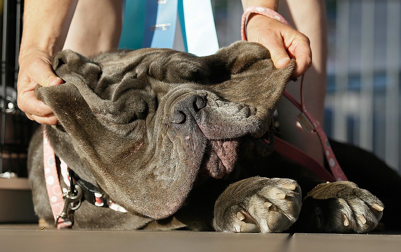 Shirley Zindler, of Sebastopol, Calif, lifts up the jowls of Martha, a Neapolitan mastiff, during the World's Ugliest Dog Contest at the Sonoma-Marin Fair on Friday, June 23, 2017, in Petaluma, Calif. Martha was the winner of the event. 