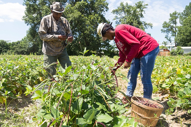 Lesley Nelson and his granddaughter Z'Niah Nelson pick purple hull peas Sunday at his farm in Texarkana, Ark. "These are just for family and friends," Nelson says about the dark purple heirloom variety of peas. "The pink ones are for market," he says about the hybrid variety.

