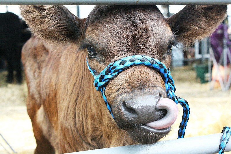 A curious calf investigates its nose during a past Callaway Youth Expo. The 2017 event starts Wednesday and concludes Saturday night at the fairgrounds in Auxvasse. (Fulton Sun file photo)