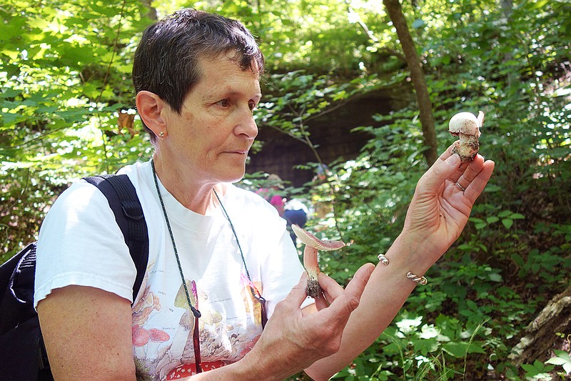 Mushroom researcher Jeanne Mihail holds up examples of two mushrooms to avoid during a hike at Graham Cave State Park. On the right is a deadly member of the Amanita genus, which is white with a sac at the base and a ring around the stem. On the left is what she suspected was a Russula emetica, which is less deadly but likely to cause stomach misery.