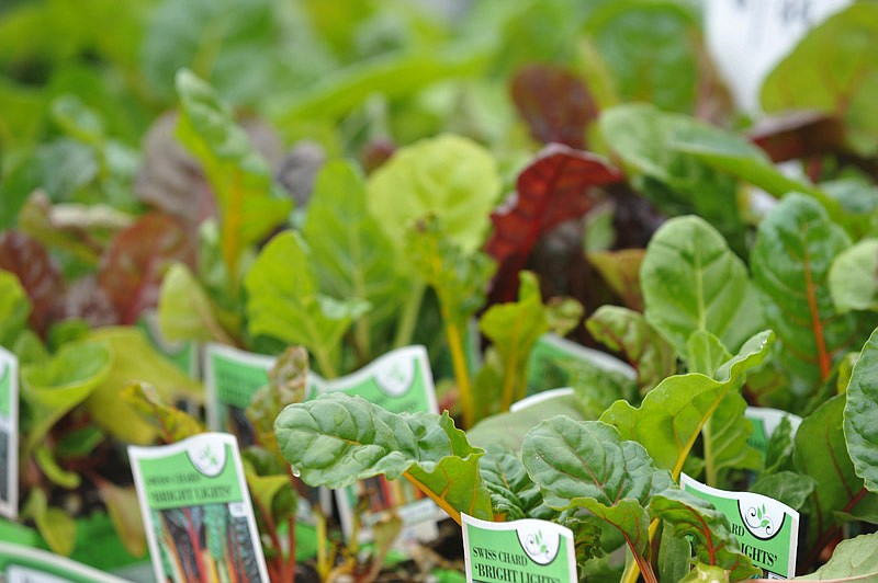 In this March 24, 2015 file photo, organically grown sprouts of lettuce, spinach and swiss chard are shown at Longfellow's Garden Center in Centertown.