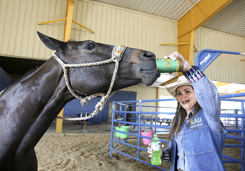 SAU Rodeo Team member Hannah Springer shares a Mountain Dew soft drink with her mare, Jet. Springer recently won the Reserve National Champion Roper title in the College National Rodeo Finals in Casper, Wyo.
