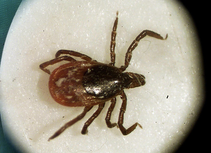 FILE - This Monday, March 18, 2002 file photo of a female deer tick seen under a microscope at the entomology lab of the University of Rhode Island in South Kingstown, R.I. Also called deer ticks, they were once found mainly in New England and pockets of the Midwest, but have been seen in a widening geographic range. (AP Photo/Victoria Arocho, File)