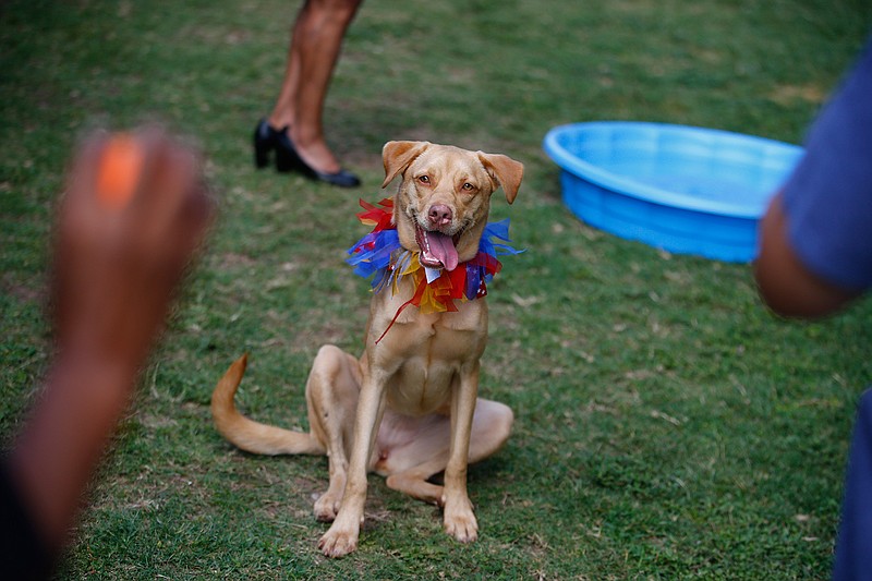 In this Wednesday, June 28, 2017 photo,  "Kia" works with a dog liaison officer, during a demonstration at a press conference for the Home for Hounds program put on by Dallas County Sheriff's Department at Kays Tower Jail in Dallas. Approved by county commissioners last August, the program pairs Grand Prairie animal shelter dogs with inmates who train them for five weeks. 