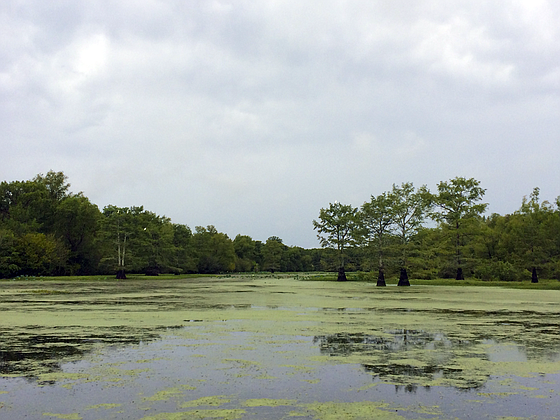 A view of the water at Mercer Bayou is shown.