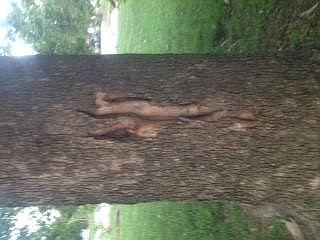 <p>Photo by Eleanor Kloeppele</p><p>This base of a large sycamore tree has suffered some type of damage but appears to be healing well, forming “wound wood.”</p>