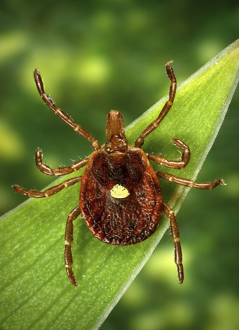 This undated photo provided by the U.S. Centers for Disease Control and Prevention shows a female Lone Star tick. It's found mainly in the Southeast United States. Researchers have found that the bloodsuckers carry a sugar which humans don't have and can make those bitten have an allergic reaction to red meat.