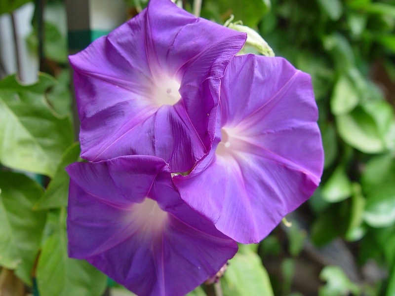 Purple morning glory is native to Mexico and contains potent alkaloids. 