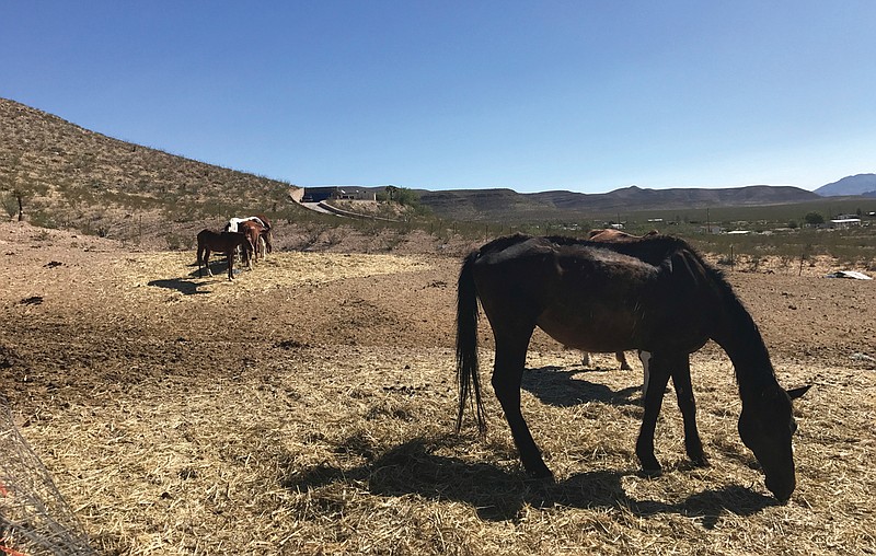 El Paso horse sanctuary makes good home for unwanted animals Texarkana Gazette