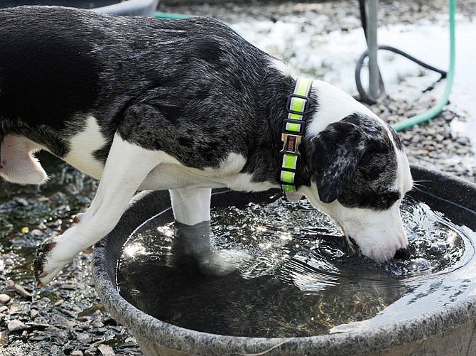 Wilson the dog drinks water Thursday at the North Jefferson City Recreation Area dog park. Wilson and his owner, Abbie Mueller, are frequent visitors to the dog park. Area veterinarians and police urge pet owners to take care of their animals during the extreme heat.