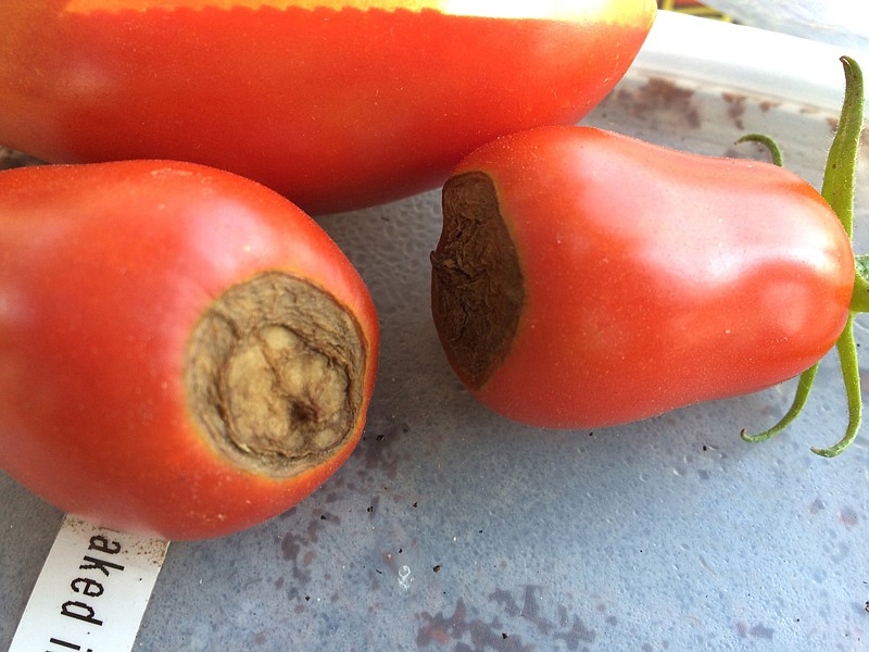 Blossom end rot on tomatoes. 
