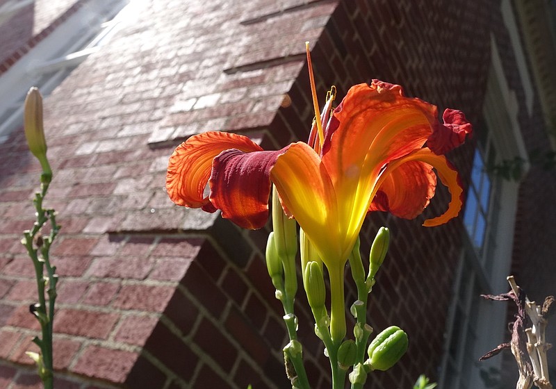 This day lily is growing brightly in front of the Atlanta Public Library while being cared for by a volunteer member of Friends of the Library who wishes to remain anonymous and let her work speak for itself.