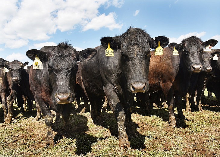 Beef-producing cattle could be a potential target if enemies of the United States decided to attack the nation's food chain. Politicians and agricultural leaders are concerned about the possible effects of agro-terrorism on the nation's food supply.