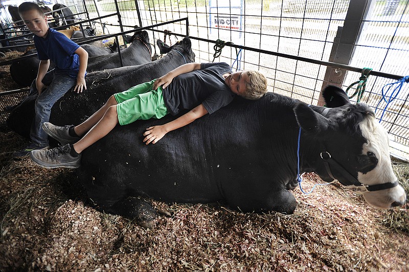 Wyatt Carvender, left, and James Rademan sit and lay on cows while relaxing Monday at the Jefferson City Jaycees Cole County Fair. "They're soft and squishy," Carvender said. 