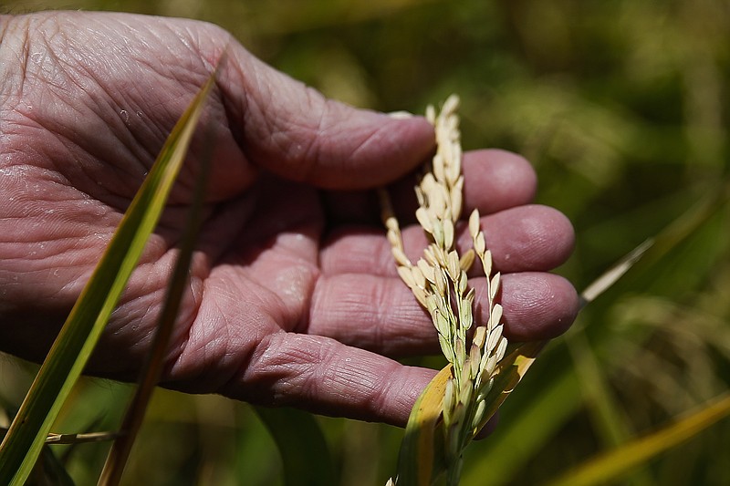 Rice farmer Ray Stoesser, one of the biggest rice farmers in Texas, looks at his crop as he prepares to harvest it Wednesday, July 26, 2017 in Raywood, Texas.  For the Stoesser farm, selling to China could mean a slightly bigger financial cushion in a business that can see a year's income decimated by floods or drought or both. 