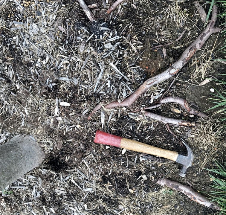 (Photo by Mel Kallal) Roots grow on the soil surface from recently planted maple tree. 