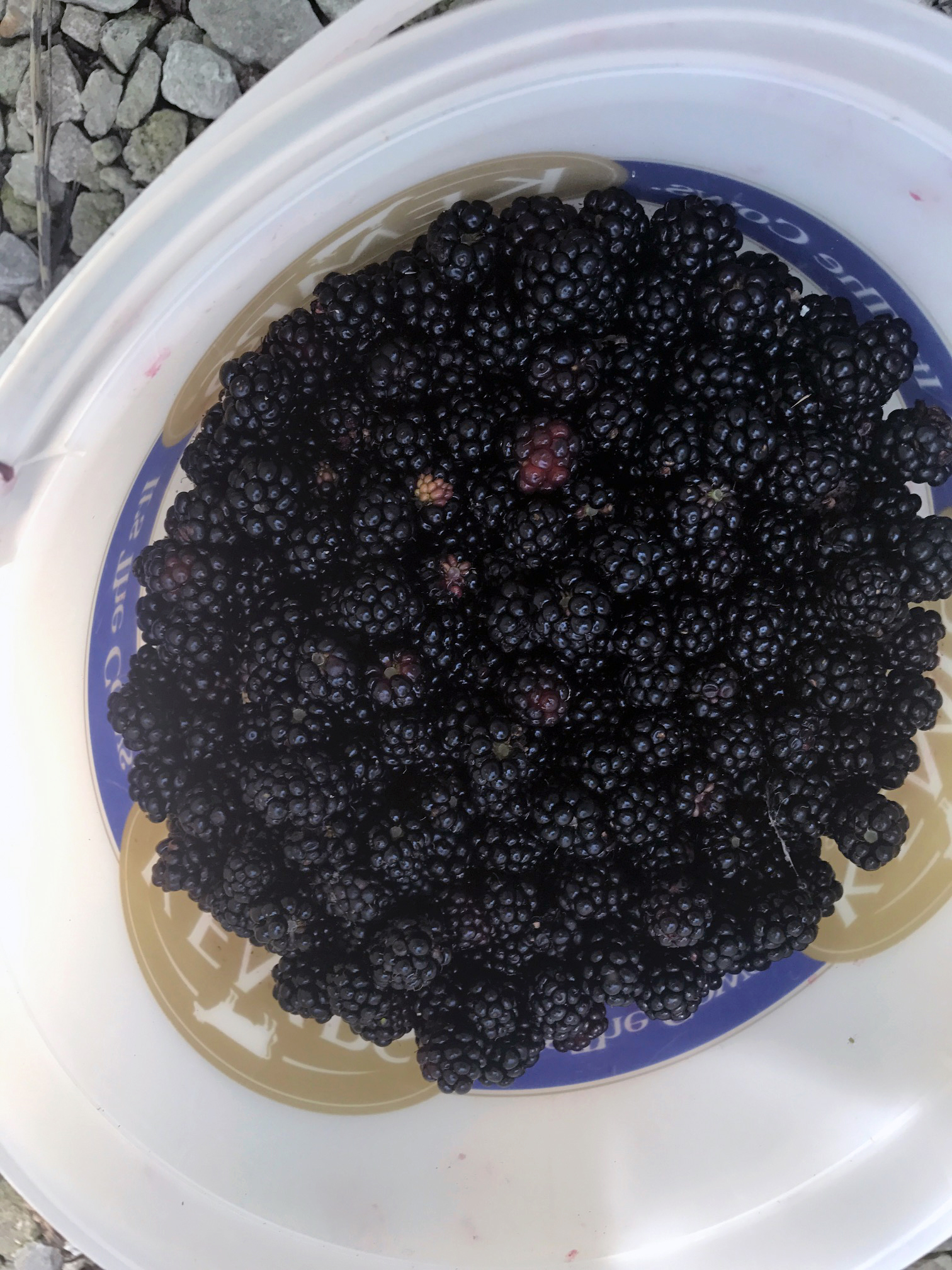 Wild Blackberries Thrive Despite Bug Trouble