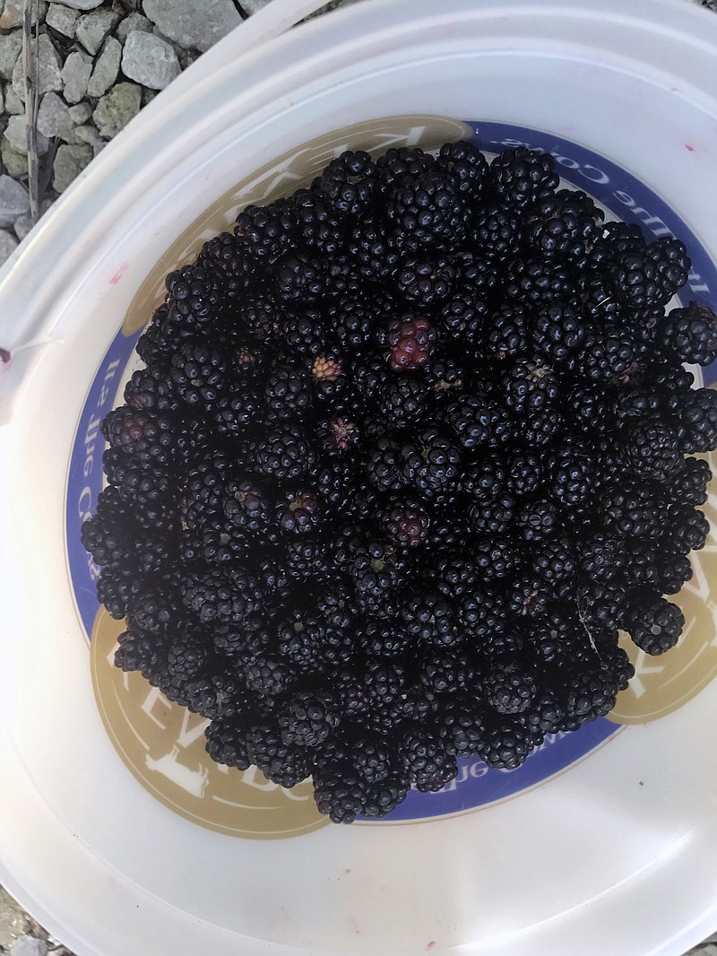 (Photo by Josie Musico) Amy Craighead, owner of Danamay Farm in Fulton, suggests picking blackberries early in the morning to avoid the heat. 