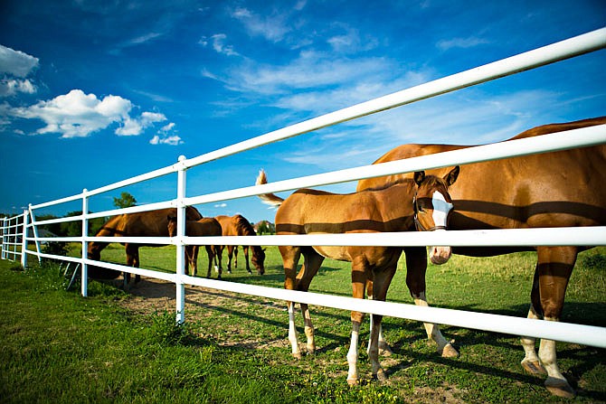 The South Farm Research Center, home to the MU Equine Teaching Facility, will have a live stream focused on its horses, monitoring their movements during the eclipse.