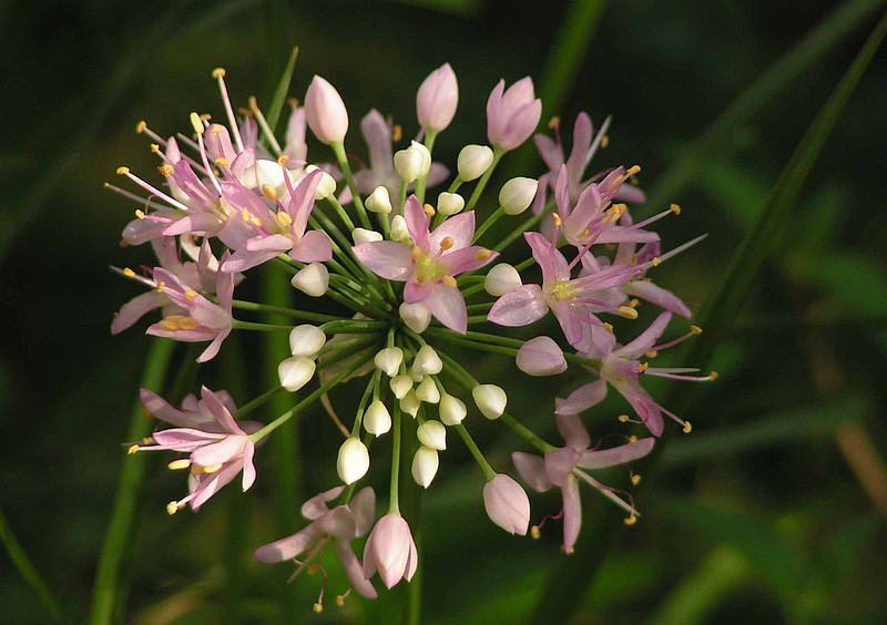 (Photo by Randy Tindall/Nadia’s Backyard) Prairie onion is often used to decorate gardens and landscaping because of its short stature and delicate pink flowers in clusters or umbels resembling fireworks.