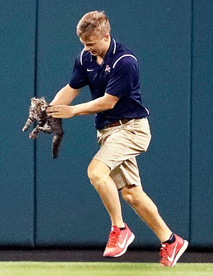 A member of the Busch Stadium grounds crew removes a cat from the field during the sixth inning Wednesday night.