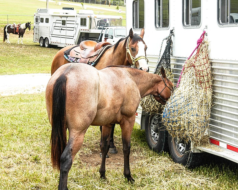 <p>Democrat photo / David A. Wilson</p><p>Several horses relax while awaiting the beginning of the Wayne Bueker Trail Challenge.</p>