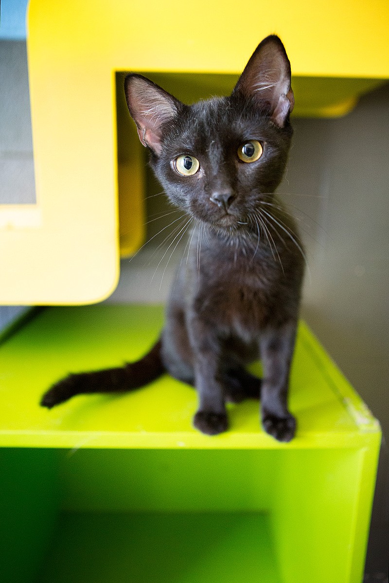 In this 2017 file photo, Shadow, a male domestic shorthair cat, awaits adoption at Texarkana's Animal Care and Adoption Center. 