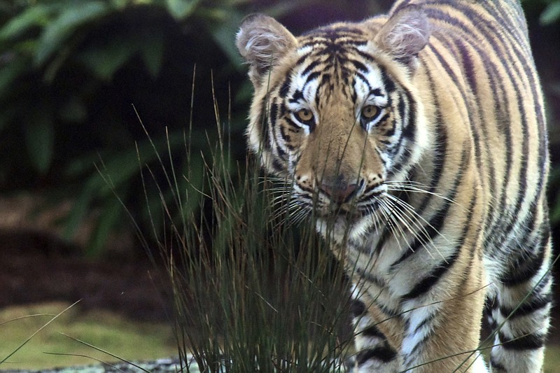 Louisiana State University officially has a new live tiger mascot on campus. The university has announced that a Siberian-Bengal mix began its "reign" as Mike VII on Monday, the first day of the fall semester. The tiger arrived in Baton Rouge last week from a rescue facility in Florida.