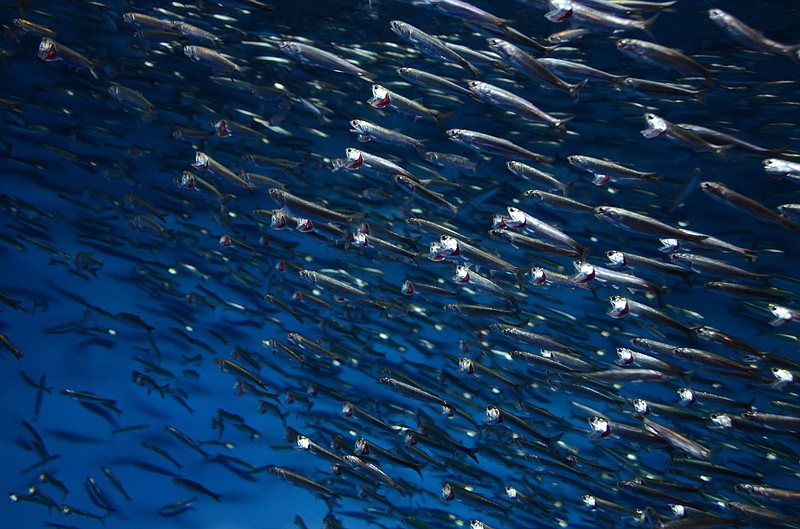 A new study finds that anchovies were attracted to some kinds of plastic, mistaking it for a tasty meal.