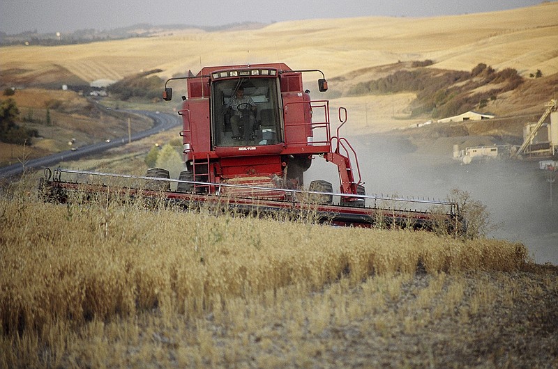 In this 2005 photo provided by the USA Dry Pea & Lentil Council, farmer Roy Kopf harvests chickpeas, east of Pullman, Wash. Changing consumer tastes for healthy high protein food are driving a boom in the demand for crops like chickpeas and lentils and some farmers, faced with the lowest wheat prices in nearly a century, have chosen to plant less wheat and more of these higher profit crops driving them to record production levels this year. (USA Dry Pea & Lentil Council via AP)