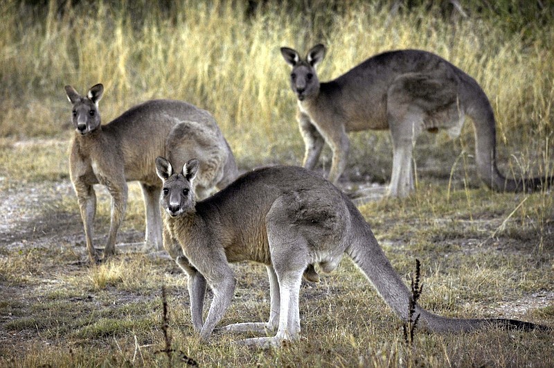 Roo-ting out trouble: Rogue kangaroo is caught again | Texarkana Gazette