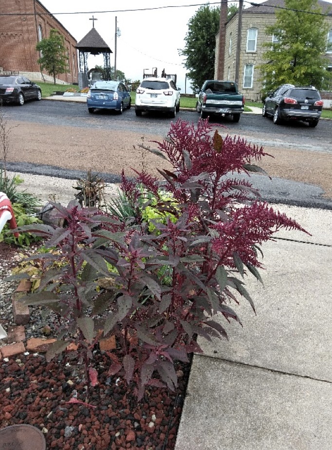 (Photo by Debbie Fain) The red plant seen here is an ornamental type of amaranth. 