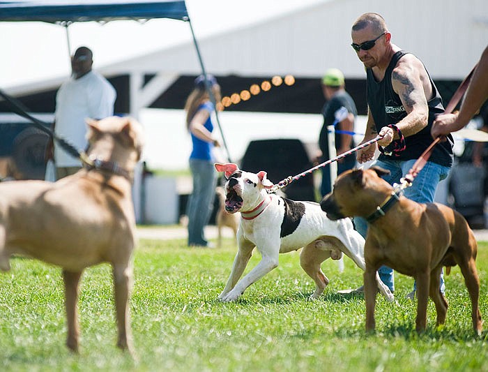 Roy Lowe of West Virginia, middle, handles his dog, Meatball, during the Mid-Missouri American Pit Bull Terrier Club's confirmation show at Jaycee Fairgrounds on Saturday. Meatball won first place in a 5 year and older male category. 