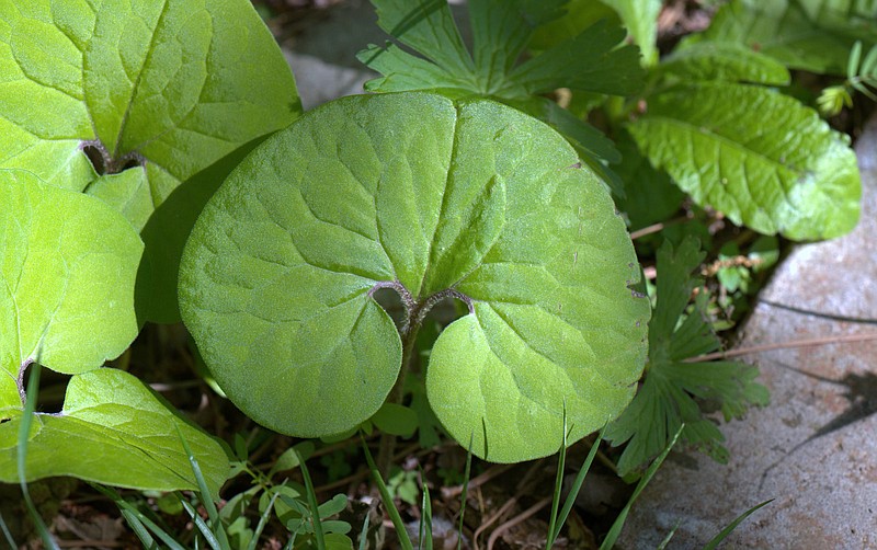 (Photo by Randy Tindall/Nadia’s Backyard) The edible part of wild ginger (Asarum canadense) is the aromatic spreading stem or rhizome.