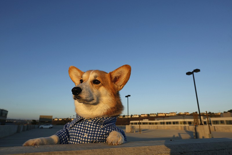 Geordi La Corgi takes in the view from the rooftop of a garage overlooking Playa Vista on Aug. 8, 2017.