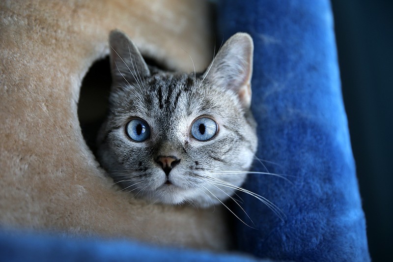 Nala is startled by a dog barking as she peers out of her play structure on Aug. 10, 2017, in Lake Elsinore, Calif. Varisiri "Pookie" Methachittiphan is owner of Nala, a Siamese Tabby cat that has 3.4 million followers on Instagram and 2.5 million followers on Facebook.