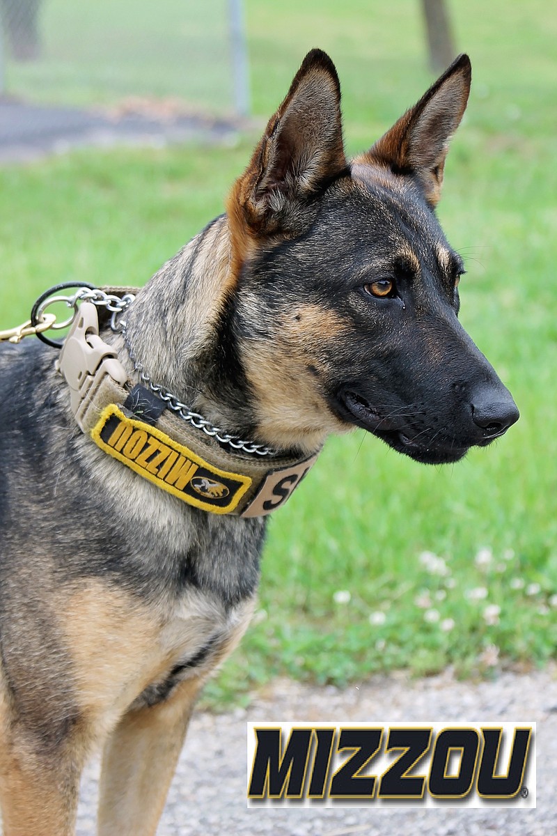 K-9 Mizzou has been protecting Moniteau County as a member of the sheriff's department. (Submitted photo)