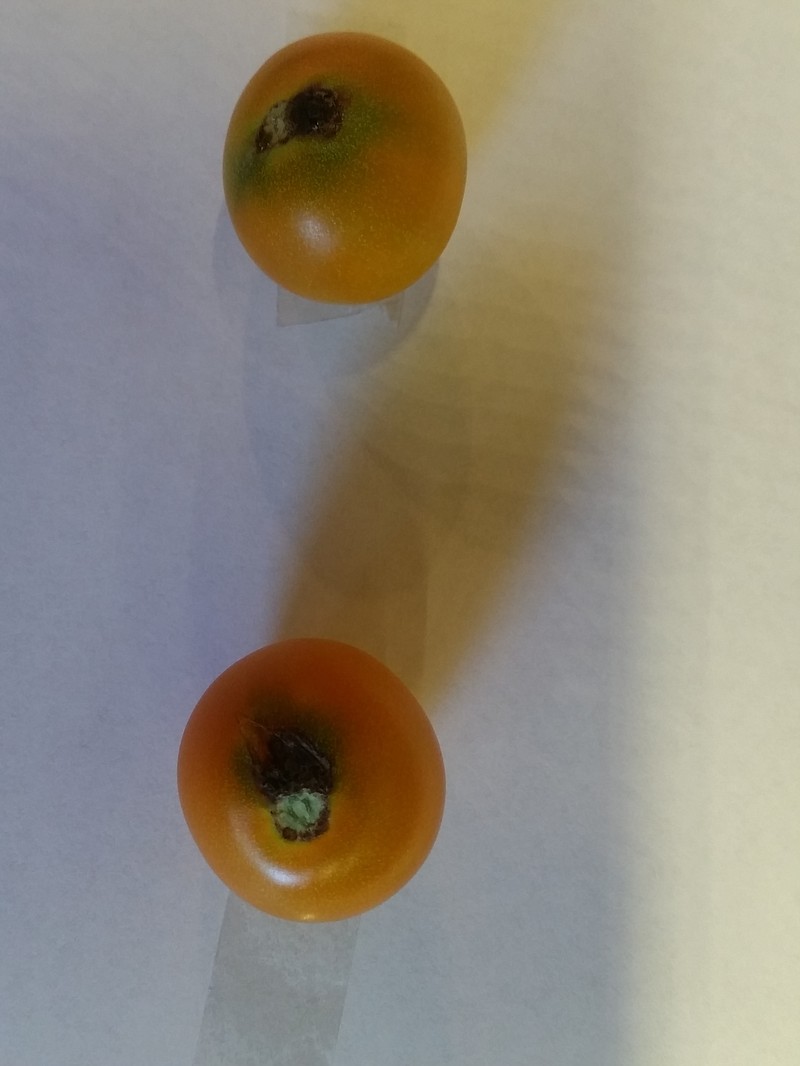 <p>(Photo by Jennifer Schutter) A fruit rot developing on the stem or calyx end of a tomato is indicative of Early Blight. While this disease is more familiar to gardeners on the foliage of the plant, it can also afflict the fruit.</p>