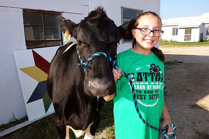 Sophie Geppert, 10, said teaching her cows to behave while being led is probably the toughest part of showing them. This friendly 1-year-old heifer has a habit of stepping on Geppert's shoelaces.