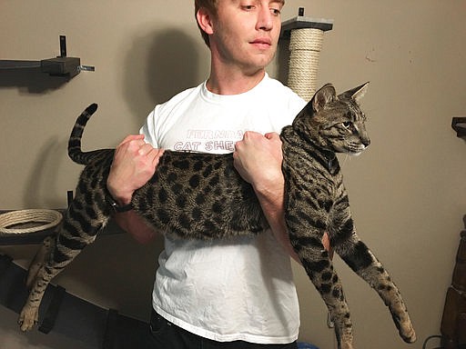Will Powers holds his cat Arcturus Aldebaran Powers, Wednesday, Sept. 13, 2017 in Farmington Hills, Mich. Arcturus, a F2B Savannah cat, has been named the tallest pet cat in the world in the Guinness World Records 2018 version. Arcturus, at two years old, is about 19 inches and still growing. 