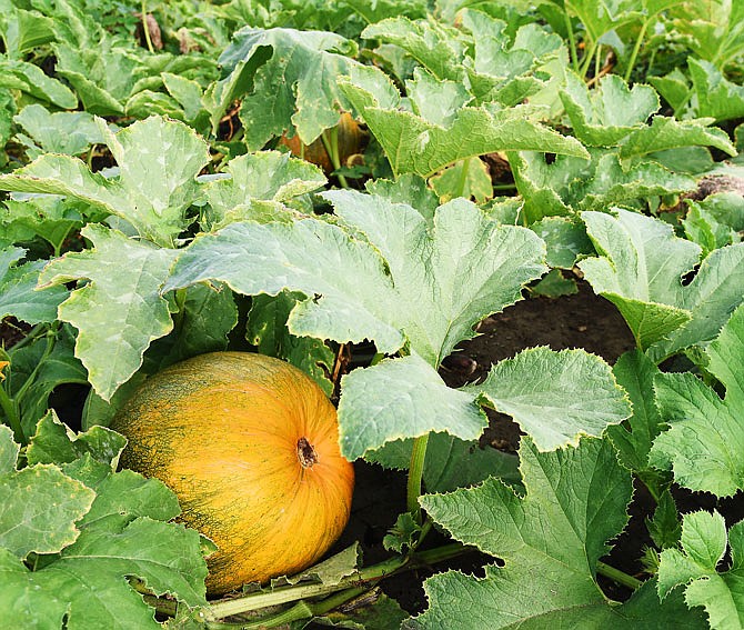 In this September 2017 photo, a pumpkin is seen growing at Fischer Farms.