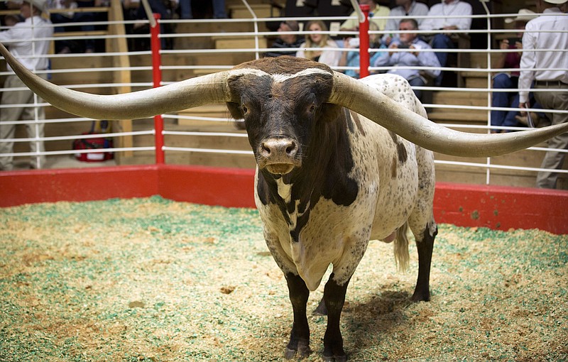 This Friday, Sept. 22, 2017 photo shows Longhorn Cowboy Tuff Chex, whose horns measure more than 100 inches and was sold by Bob and Pam Loomis at an auction in the Fort Worth Stockyards for $165,000, in Fort Worth, Texas. The bull was sold to Richard and Jeanne Filip of Fayetteville, Texas. (Joyce Marshall/Star-Telegram via AP)