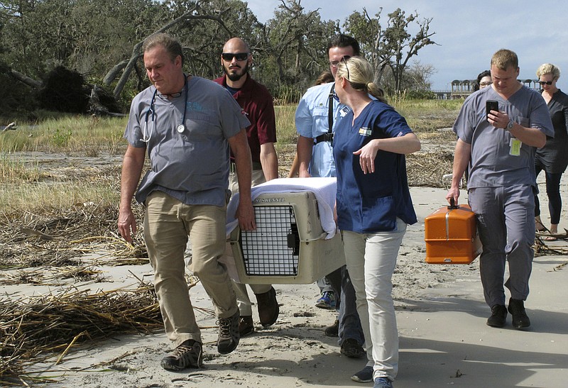 Dr. Terry Norton, left front, Dr. Meredith Persky, right front, and wildlife management staff for the Jekyll Island Authority carry a pet crate containing a bobcat that they returned to the wild Friday, Oct. 6, 2017, on Jekyll Island, Ga. The young bobcat, one of only four known to live at the island state park, was treated at the Jacksonville Zoo in neighboring Florida after hikers on Jekyll Island found the animal paralyzed in late September. The wild cat recovered in a few days. Vets blamed its paralysis on ticks they found covering the bobcat. (AP Photo/Russ Bynum)