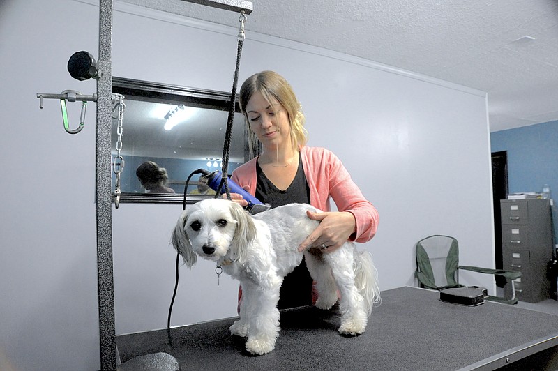 <p>Democrat photo/Michelle Brooks</p><p>Ivy Trowbridge trims a maltese mix.</p>