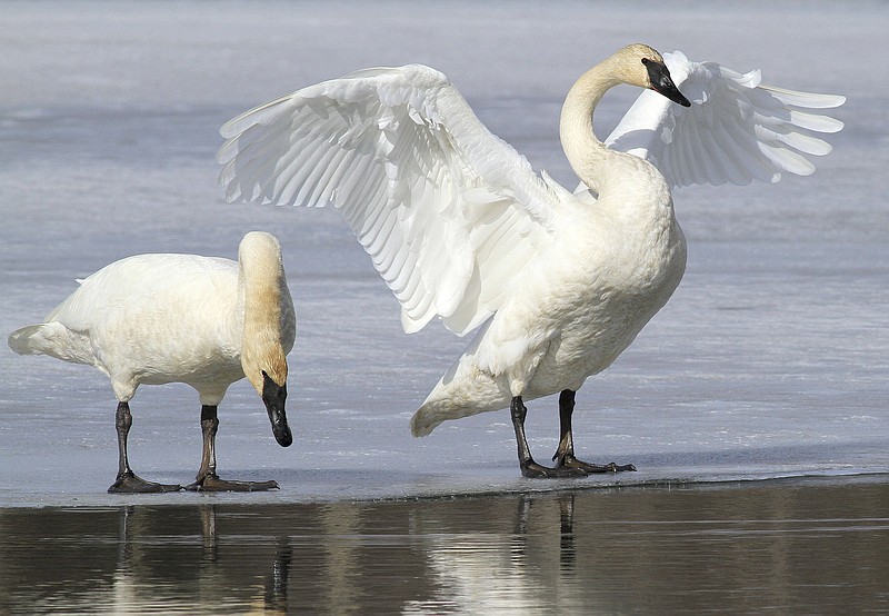FILE - In this March 25, 2015, file photo, a pair of trumpeter swans stretch and preen on ice along a channel of open water at Westchester Lagoon in Anchorage, Alaska. No state currently has hunting seasons for trumpeter swans, which have made a comeback in recent decades thanks to efforts to reintroduce them. Now the U.S. Fish and Wildlife Service is working on a plan aimed at letting hunters shoot them legally in certain states that allow the hunting of tundra swans. (AP Photo/Dan Joling, File)