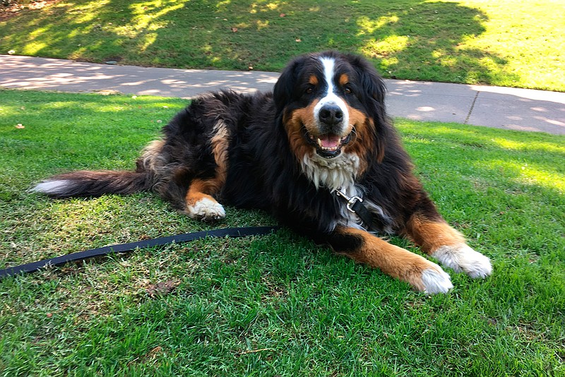 Izzy, a 9-year-old Bernese Mountain Dog who belongs to Jack Weaver's parents relaxes Saturday, Oct. 14, 2017, in Windsor, Calif. Weaver and his brother-in-law Patrick Widen were surprised to discover that Izzy was uninjured in a ferocious wildfire that destroyed the neighborhood early Monday morning.