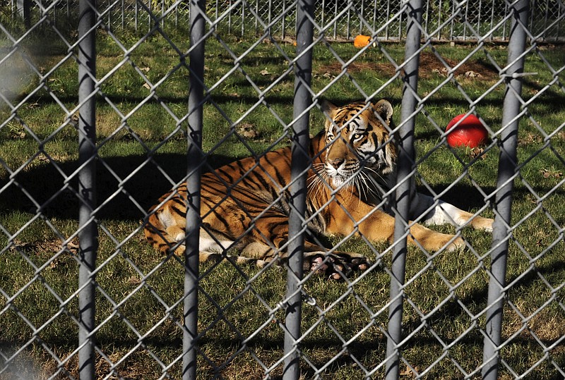 FILE- This Dec. 2, 2010  file photo shows a Bengal tiger at the Tiger Truck Stop in Grosse Tete, La.  The tiger has died at the age of 17.  Implying he was euthanized, a notice on the Tiger Truck Stop’s website says Tony the tiger died Monday, Oct. 16, 2017.  It says Tony was showing signs of old age and his veterinarian was called “to prevent Tony from suffering.” The Indian Tiger Welfare Society says tigers in zoos generally live 16 to 20 years.   (Patrick Dennis/The Advocate via AP)